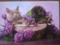 purplecat.jpg